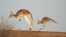 S1 E1: Kangaroo Tales