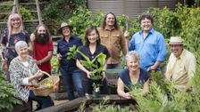 S36 E27: Spring: Garden for Birds & No-Mow Lawn
