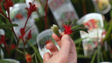 S34 E30: Gardening Australia