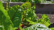 S2 E16: Freshly Picked with Simon Toohey
