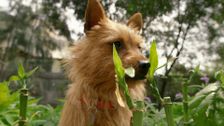 S1 E17: Larry the WonderPup