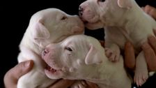 S6 E6: Paul O'Grady: For the Love of Dogs