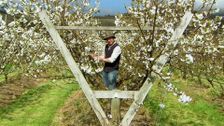 S29 E39: Gardening Australia