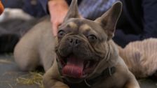 S11 E4: Paul O'Grady: For the Love of Dogs