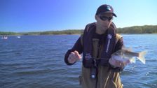 S8 E15: Best of 2019: Hunting Bass and Breakaway Barra