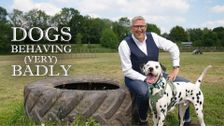 Dogs Behaving (Very) Badly