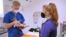S11 E3: Bondi Vet