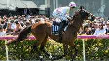Melbourne Cup Tales