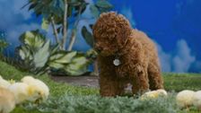 S1 E18: Puppy Detective