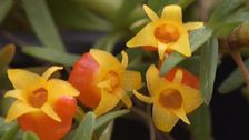 S31 E21: Gardening Australia