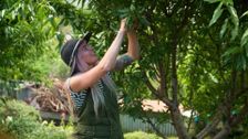 S36 E29: Spring: Grow a Salad Patch & Vertical Garden