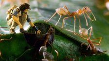 S1 E18: Andy and the Weaver Ants
