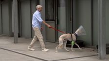 S7 E2: Paul O'Grady: For the Love of Dogs