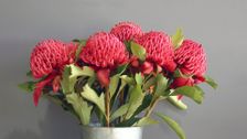S32 E21: Gardening Australia