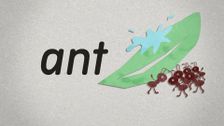 S2 E78: Ant