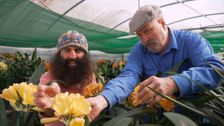 S35 E20: Winter: Colourful Clivias & Pretty Proteas