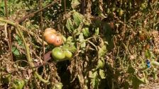 S31 E4: Gardening Australia
