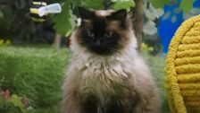S1 E20: Socks for Kittens