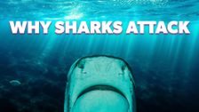 Why Sharks Attack