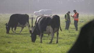 Next Gen Dairy