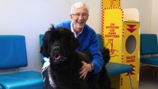 S11 E1: Paul O'Grady: For the Love of Dogs