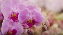 S36 E25: Winter: Native Garden Design & Orchid Show