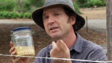 S27 E10: Winter Legumes & Spring-Flowering Bulbs