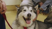 S4 E7: Paul O'Grady: For the Love of Dogs