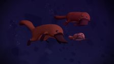 S3 E10: Duck-Billed Platypus