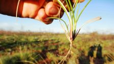 S32 E15: Gardening Australia