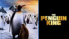 The Penguin King