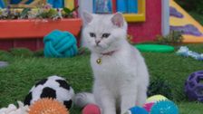 S2 E18: The Kibble Corners Toy Drive
