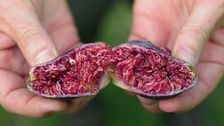 S34 E35: Gardening Australia