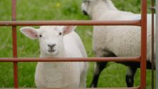 S3 E1: Escape To The Farm With Kate Humble
