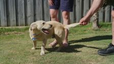 S2 E8: Happy Tails and Happy Trails