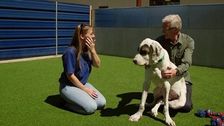 S4 E5: Paul O'Grady: For the Love of Dogs