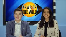 S3 E24: News of the Wild