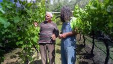 S30 E33: Gardening Australia
