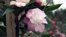 S27 E11: Water-Wise Perennials, Cool Season Crops & Pint-Sized Gardens