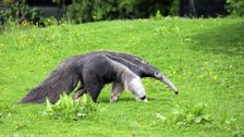 S1 E8: Giant Anteater and Chimpanzee