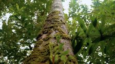 S1 E4: Shadows of the Rubber Boom
