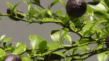 S32 E16: Gardening Australia