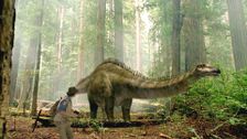 S1 E2: Diplodocus and Fern