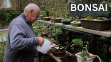 Bonsai