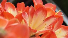 S28 E18: Propagating Clivias & Feeding Roses