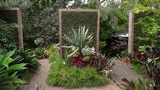 S33 E27: Plant Pad (Shajan Velaedan - Optometrist)