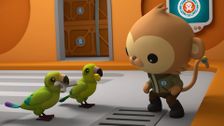 S2 E22: Mountain Parrots