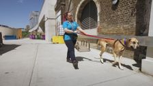 S7 E3: Paul O'Grady: For the Love of Dogs