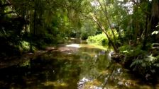 S5 E16: Eastern Kuku Yalangi Country, Mossman Gorge