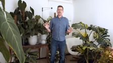 S31 E33: Gardening Australia